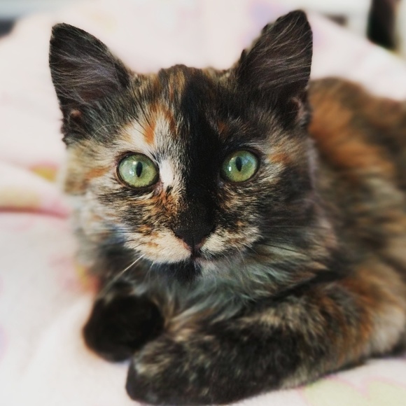 Meet your Posher, Stacy - Picture 2 of 3